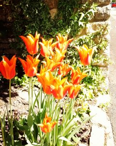 Tulips in Hawkesbury Upton
