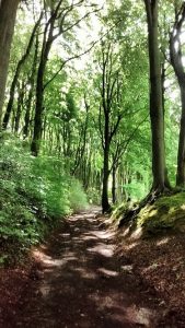 A narrowing forest trail under beech trees